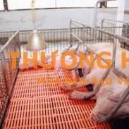 20 CÔNG NHÂN NUÔI HEO NÁI (Bao ăn ở)