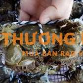 Nhân viên buộc cua lông