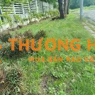 Tuyển Dụng Nhân Viên Nhổ Cỏ Làm Part time