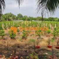 BÁN ĐẤT MẶT TIỀN KÊNH 8 – XÃ BÌNH LỢI, BÌNH CHÁNH