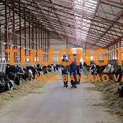Đơn hàng chăn nuôi bò sữa xkld Đài Loan