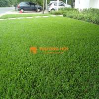 DỊCH VỤ CẮT CỎ KHU CÔNG NGHIỆP LONG ĐỨC – CẢNH QUAN ĐẠI PHÁT