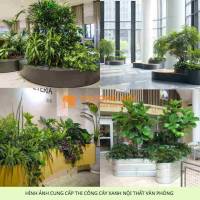 Thiết kế thi công thảm cỏ cây xanh KCN Bình Dương – MIỄN PHÍ khảo sát thiết kế