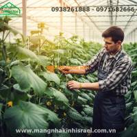 Màng Nhà Kính: Giải Pháp Nông Nghiệp Công Nghệ Cao, Hiệu Quả Kinh Tế Vượt Trội