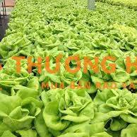 Tuyển Người Làm Vườn Rau