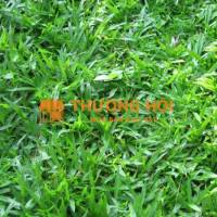 Dịch Vụ Trồng Cỏ Lá Gừng Công Trình DPL