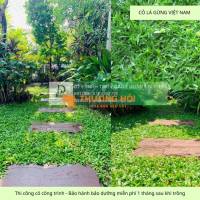 Trồng cỏ dự án Khu công nghiệp Đồng Nai - Bảo hành bảo dưỡng 1 tháng miễn phí