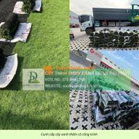 Cung cấp các loại cỏ cảnh quan giá tốt giao tận công trình Đồng Nai