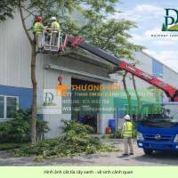 Cắt tỉa cành nhánh cưa hạ, đốn hạ cây xanh mùa mưa Long Thành Đồng Nai