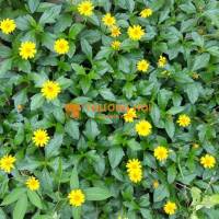 THI CÔNG CỎ XUYẾN CHI – CỎ ĐẬU PHỘNG CÔNG TRÌNH ĐỒNG NAI