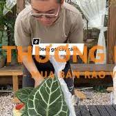 Cần tuyển 2 nhân viên đóng gói cây cảnh
