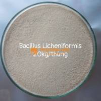 Vi sinh Bacillus Licheniformis nhập khẩu bột TQ
