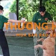 NHÂN VIÊN HUẤN LUYỆN & CHĂM SÓC THÚ CƯNG