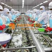 Tuyển 20 Công nhân làm nhà máy chế biến thủy sản