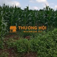 10x34 80tc đường đất oto chuẩn bị lên nhựa, sổ sẵn giá bán 690triệu