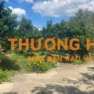 CHỦ GỬI 1000M2 ĐẤT TC CÓ SẴN VƯỜN MÍT ĐANG THU HOẠCH CẠNH CHỢ VÀ UBND