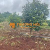 CHÍNH CHỦ CẦN BÁN 16000M2 ĐẤT TRỒNG 250 CÂY SẦU RIÊNG VÀ ĂN QUA KHÁC