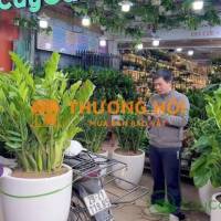 NV Bán hàng Thời Vụ 20-10 shop Hoa lan Cây cảnh