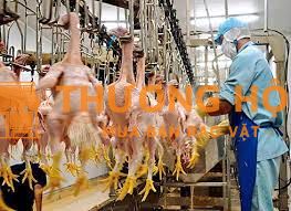 Tuyển 1 nam đi xkld Đài Loan làm chế biến thịt gia cầm