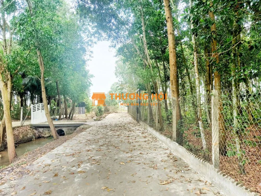 Bán đất 1/ đường Võ Văn Điều - 790m2 - 15x61 nở hậu 17m - xã Phước Thạnh - Củ Chi