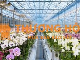 Cần 3 nữ đi mới chăm sóc hoa lan tại Đài Loan