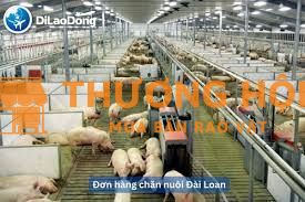 Cần 3 nam đi xkld Đài Loan đơn hàng nông nghiệp chăn nuôi