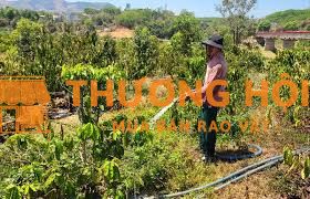 Cần 01 Công nhân làm vườn