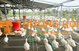 TUYỂN 02 CN CHĂN NUÔI LƯƠNG 9TR/THƯỞNG/BAO ĂN Ở