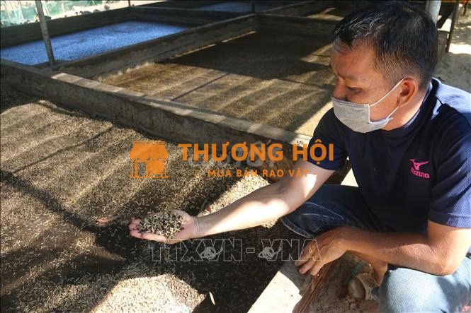 CHĂM SÓC VÀ VẬN HÀNH CHUỖI THỨC ĂN SINH HỌC