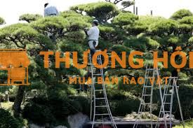 Đơn hàng xkld Nhật Bản làm cắt tỉa cây cảnh