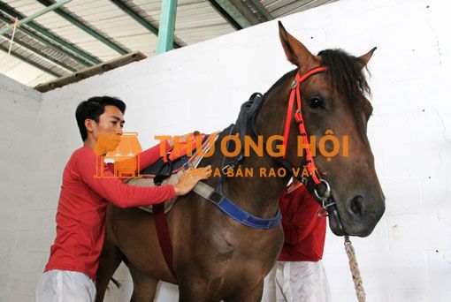 XKLD Đài Loan đơn hàng chăn nuôi ngựa