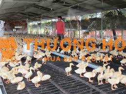 TUYỂN 02 CN CHĂN NUÔI LƯƠNG 9TR/THƯỞNG/BAO ĂN Ở