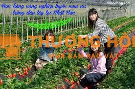 XKLD Nhật Bản đơn hàng trồng dâu tây