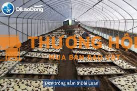 Đơn hàng trồng nấm tại Đài Loan