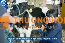 XKLD Nhật Bản đơn hàng chăn nuôi bò sữa