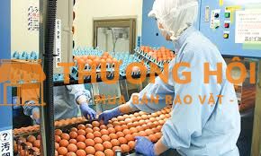Cần 2 nam đi xkld Nhật Bản đơn hàng nhặt trứng gà