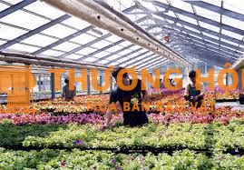 Đơn hàng trồng hoa cúc tại Nhật cần 2 nam