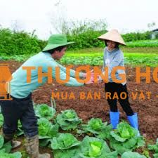 Cần tuyển GẤP 1 cặp vợ chồng làm vườn