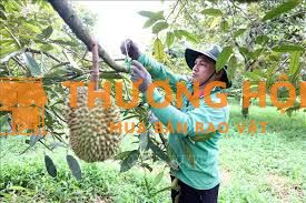 tuyển 4 người làm vườn sầu riêng,ở Đắk Nông