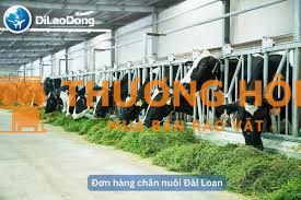 XKLD Đài Loan đơn hàng chăn nuôi bò sữa