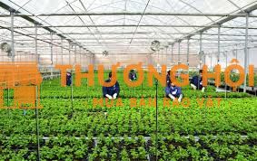 Cần 5 nữ đi xkld Đài Loan đơn hàng nông nghiệp nhà kính