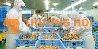 Tuyển 6 nam nữ đơn hàng chế biến sò điệp Nhật Bản