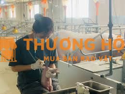 Kỹ Thuật Trại ( Heo Nái/ Heo Thịt )