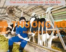 XKLD Nhật Bản đơn hàng chăn nuôi bò sữa