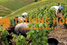 XKLD Đài Loan đơn hàng nông nghiệp cần 3 nam