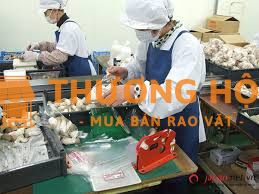 XKLD Nhật Bản đơn hàng đóng gói nấm 3 tháng xuất cảnh