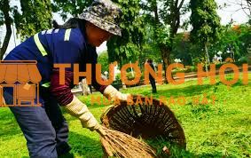 TUYỂN NHÂN VIÊN CHĂM SÓC CÂY XANH- TP HCM