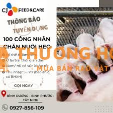 TUYỂN CÔNG NHÂN CHĂN NUÔI HEO (BAO ĂN Ở)