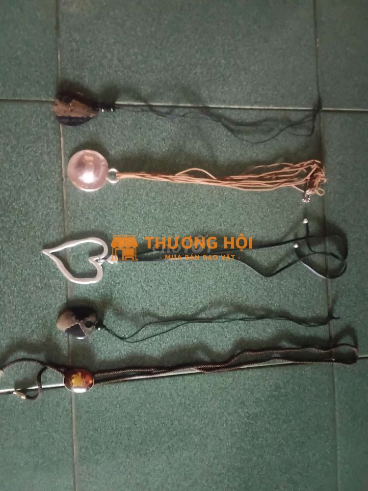 Dây si nhật