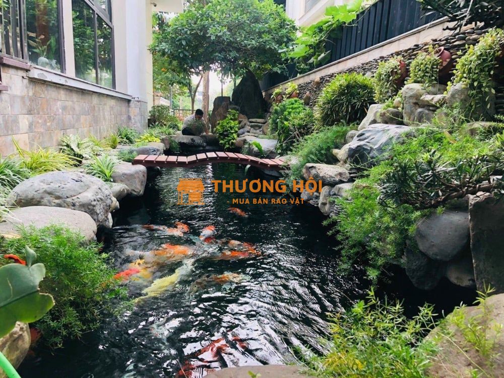 Dịch vụ vệ sinh hồ cá Koi giá rẻ ở HCM Đồng Nai